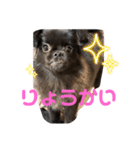 チョコちゃん スタンプ1（個別スタンプ：14）