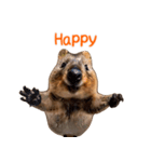 Happy Animal_Quacker Wallaby_ENGLISH ver（個別スタンプ：16）