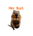Happy Animal_Quacker Wallaby_ENGLISH ver（個別スタンプ：20）