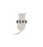 Sayo's Cat（個別スタンプ：20）