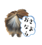 黒モフ4（個別スタンプ：3）