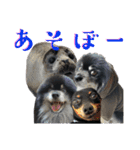 黒モフ4（個別スタンプ：14）