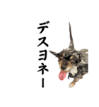 黒モフ4（個別スタンプ：21）