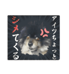 黒モフ4（個別スタンプ：35）