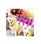 犬のもちごめスタンプ（個別スタンプ：3）