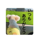 犬のもちごめスタンプ（個別スタンプ：4）