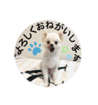 犬のもちごめスタンプ（個別スタンプ：6）