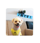 犬のもちごめスタンプ（個別スタンプ：11）