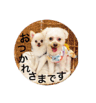 犬のもちごめスタンプ（個別スタンプ：13）