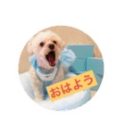 犬のもちごめスタンプ（個別スタンプ：15）