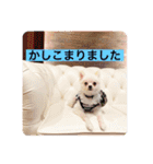 犬のもちごめスタンプ（個別スタンプ：20）