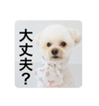 犬のもちごめスタンプ（個別スタンプ：21）