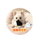 犬のもちごめスタンプ（個別スタンプ：30）