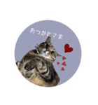 ポム氏（個別スタンプ：2）