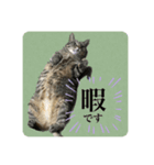 ポム氏（個別スタンプ：5）