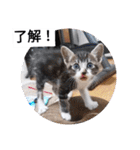 私の猫は白、オレンジ、黒です2（個別スタンプ：2）