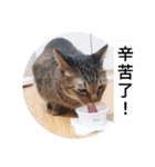 私の猫は白、オレンジ、黒です2（個別スタンプ：5）