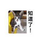 私の猫は白、オレンジ、黒です2（個別スタンプ：14）