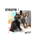 私の猫は白、オレンジ、黒です2（個別スタンプ：18）