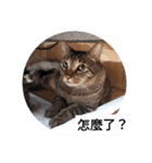 私の猫は白、オレンジ、黒です2（個別スタンプ：22）