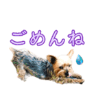 ララちゃん、ロコちゃん、エルくん（個別スタンプ：6）