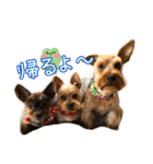 ララちゃん、ロコちゃん、エルくん（個別スタンプ：13）