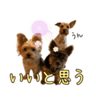 ララちゃん、ロコちゃん、エルくん（個別スタンプ：20）