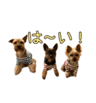 ララちゃん、ロコちゃん、エルくん（個別スタンプ：21）