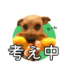 ララちゃん、ロコちゃん、エルくん（個別スタンプ：24）