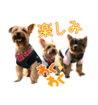 ララちゃん、ロコちゃん、エルくん（個別スタンプ：33）