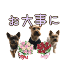 ララちゃん、ロコちゃん、エルくん（個別スタンプ：38）
