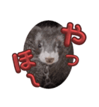 可愛い動物軍団8（個別スタンプ：7）