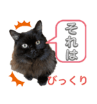 黒猫 ルナ院長121にゃんめ（個別スタンプ：8）