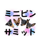 蘭丸先輩4（個別スタンプ：26）