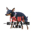 蘭丸先輩4（個別スタンプ：28）