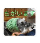 はっきり答えて欲しい犬（個別スタンプ：11）