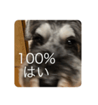 はっきり答えて欲しい犬（個別スタンプ：12）