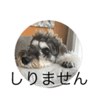 はっきり答えて欲しい犬（個別スタンプ：15）