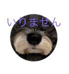 はっきり答えて欲しい犬（個別スタンプ：17）