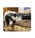 はっきり答えて欲しい犬（個別スタンプ：18）