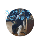 はっきり答えて欲しい犬（個別スタンプ：19）