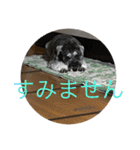 はっきり答えて欲しい犬（個別スタンプ：20）