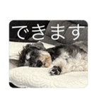 はっきり答えて欲しい犬（個別スタンプ：21）