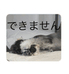 はっきり答えて欲しい犬（個別スタンプ：22）