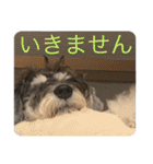 はっきり答えて欲しい犬（個別スタンプ：24）