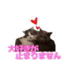 セラピーカフェpopo          『ルイ店長』（個別スタンプ：2）