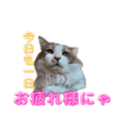 セラピーカフェpopo          『ルイ店長』（個別スタンプ：11）