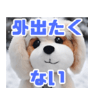 とにかく寒そうなぬいぐるみ犬（個別スタンプ：12）