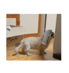 きなこぱらだいす（個別スタンプ：12）