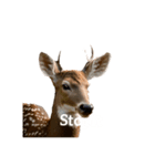 シカ deer（個別スタンプ：30）